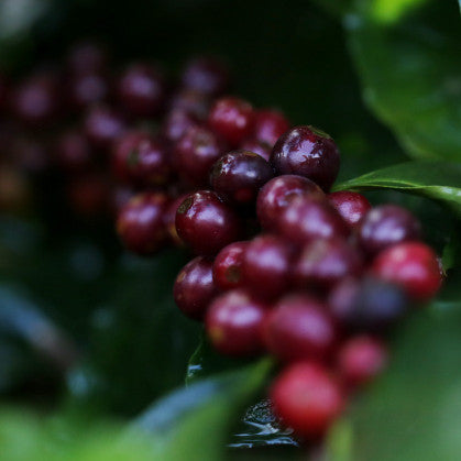 From Harvest to Cup